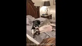 Bouncing Great Dane Girls Go Wild With Bed Zoomies And Bitey Face Fun