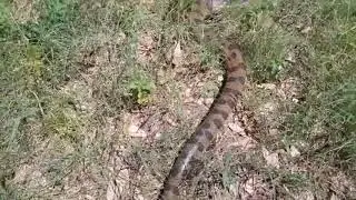 Green anaconda fresh shed outdoors