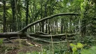RELAXING FOREST 4K DRONE FOOTAGE | Virtual Forest Walk in Ireland | Relax and feel the serenity