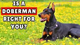 Should You Get a DOBERMAN? ➡️ Everything You Need to Know
