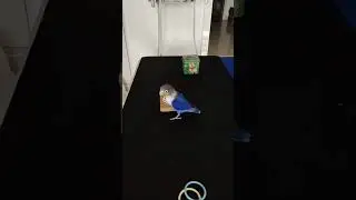 cute trained pet | love bird parrot
