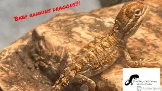 Baby Rankins Dragons @The Reptile Haven Wildlife Center