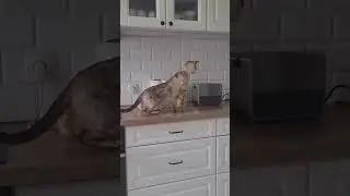 Epic Cat Surprise! 😹 You Won't Believe What Happens Next!