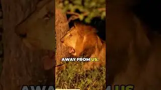 The reality of nighttime in the wild #NighttimeInTheWild #survival #wilderness #adventure #wildlife