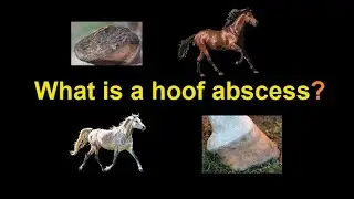 How to diagnose a hoof abscess on a horse to cause pain and lameness