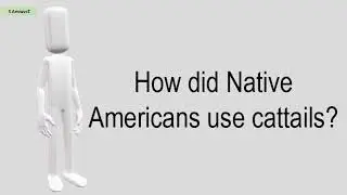 How Did Native Americans Use Cattails?