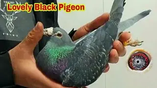 Attractive Black Checker Pigeon | Racing Pigeons | Kalapati 2022