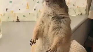 Prairie dog pets