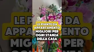 Pianta da appartamento: consigli per ogni stanza della casa #amantedellepiante #piante #plantlover