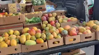 مزارع المانجوا فى أبو عريش جيزان 🇸🇦🇸🇦 إنتاج المملكه العربيه السعوديه 🇸🇦🇸🇦