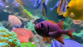 Poissons chirurgiens et coraux en aquarium r&eacute;cifal (eau de mer tropicale)