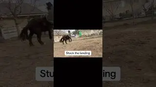 That didn&rsquo;t go as planned #horseriding #barebackriding #nobalance #oldman