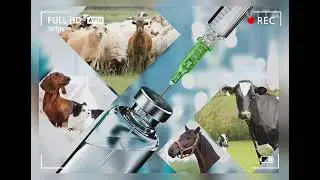veterinary Doctor status (LSA)