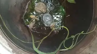 ENCOUNTER ANIMALS FIGHTING IN THE POND, #animals #frog #snake @yongsieutv-mo4ke