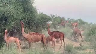 Camels fresh feeding #tharwildlife #camellife #mythar