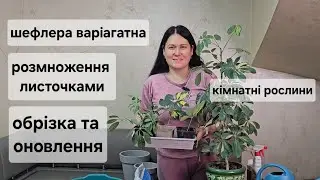 Propagating Schefflera with leaves and cuttings. I renew the soil in the pot.