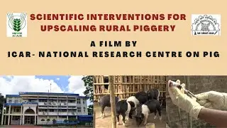Scientific Interventions for Upscaling Rural Piggery I ICAR National Research Centre on Pig