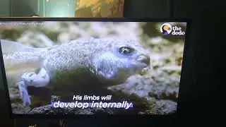 This Is How a Tadpole Transforms Into A Frog The Dodo