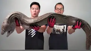 杀一条巨大裸胸鳝，非常凶猛一口能咬断手臂，堪称海洋里的恶霸【小文哥吃吃吃】