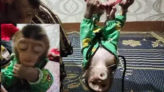GOOD EVENING... Baby monkey MONA is showing how she is strong and agile💪💪💪