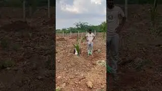 Measuring the spacing for plantation and actual plantation #farming #farmingtraditions #farmdata