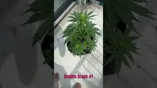 Double grape #1 Day 47 from seed #mephisto #cannabiseducation