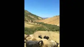 bitlis hilolig