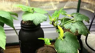 Hydroponic Kratky Squash, Orange and Cucumber Plant - Updates