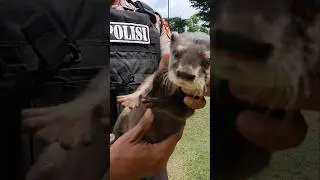 run #otter #babyotter #animals #animalscute #police