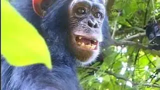 SAFE chimpanzee rescue