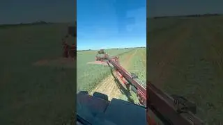 Cutting hay with 2 Windrowers #efficiency #top #hay #cow #farming