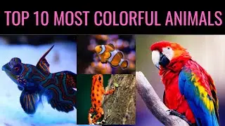 TOP 10 MOST COLORFUL ANIMALS (CRAZY!!!)