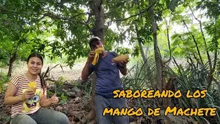 Estamos saboreando unos ricos Mangos de Machete  😋
