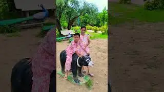 Outdoor Masti Fun Shorts | Enjoy With Creative Animals #shorts #shortvideo #viralshorts #animals