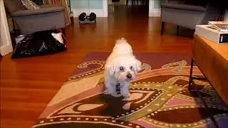 Catch with Louis