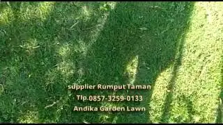 Telp 0857 3259 0133, Pembudidaya Rumput Golf DKI Jakarta