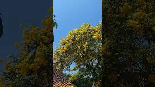 BUNGA TECOMARIA KUNING #yellowflower  #tecomaria