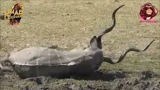 Lioness Displays Incredible Strength in the Wild! 🦁💪 #LionessPower #Wildlife