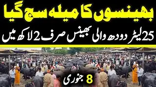 Today Malumor Mandi Latest Update | Buffalo Fresh  Update 2026 | Buffalo Mandi 2026 !