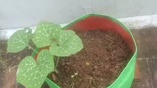 Our First Terrace Garden 🌿 | Growing Plants at Home