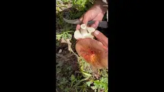 The Shrimp Russulas of the San Juan Mountains, Russula xerampelina