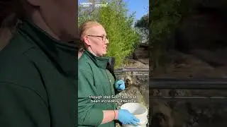 Otter pups at London Zoo