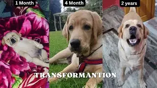 Tony transformation from Month 1 to 2 years #labrador #pets #transformation #journey #dogtraining