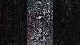 В зимнем лесу. Альметьевск. Лыжная база &laquo;Снежинка&raquo;. Winter. Forest. Nature.