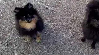 Pomeranian and kleinspitz do tricks