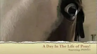Pony's Recovery