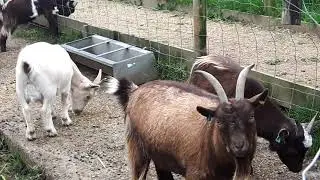 Idioms and Animals and Animal Idioms at Bath City Farm