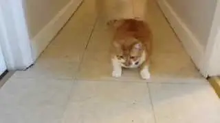 Cat Wearing Harness for the First Time