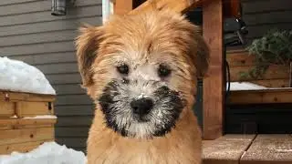 Our Soft-Coated Wheaten Terrier puppy, first few days!
