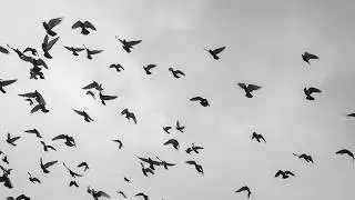 Bendiciones - Hermano David Steindl-Rast
